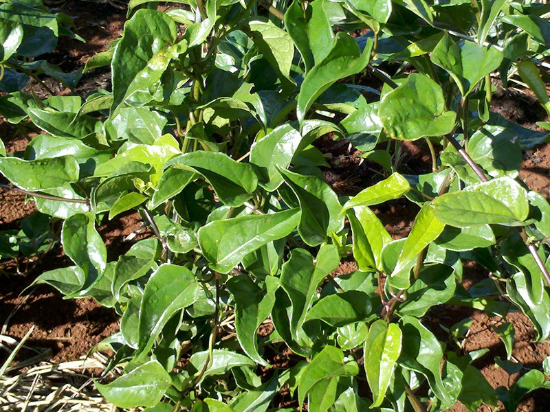 Guaco, planta importante para o Sistema Respiratrio